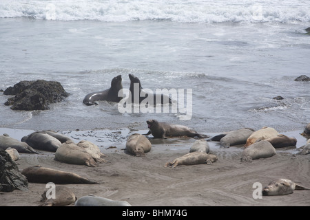 See-Elefanten Verlegung auf eine Zentral-Kalifornien Strand Mauser Stockfoto