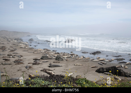 See-Elefanten Verlegung auf eine Zentral-Kalifornien Strand Mauser Stockfoto