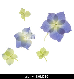 Scannen von grünen und blauen Hortensien Blütenblättern. Cut-Out isoliert auf weißem Hintergrund. Ausschnitt ausschneiden Stockfoto
