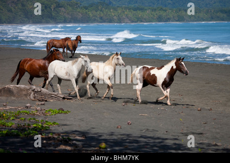 Pferde am Playa Negra in Puerto Viejo de Talamanca, Limon, Costa Rica Stockfoto