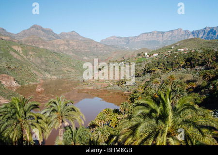 Palmen Sie in Presa (Reservoir) in der Nähe von Santa Lucia Dorf auf Gran Canaria auf den Kanarischen Inseln. Stockfoto