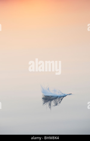 Weiße Vogelfeder schwimmt auf Wasser bei Sonnenaufgang in Indien Stockfoto