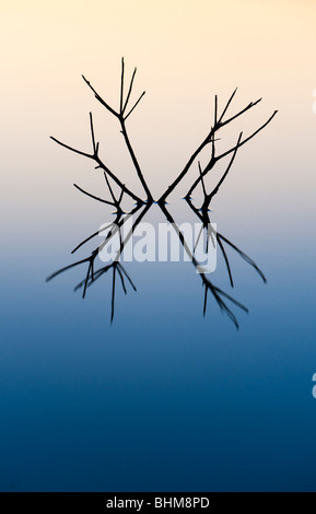 Stöcke, reflektiert in einem noch Pool im Morgengrauen in Indien Stockfoto