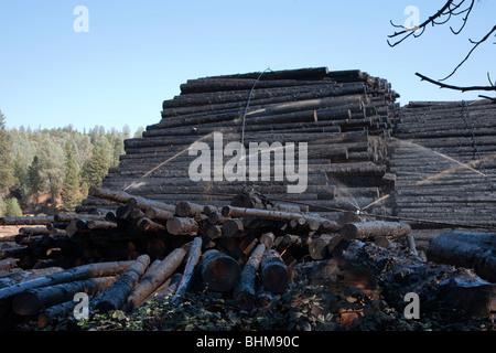 Holz, Bewässerung, Trinity National Forest in Kalifornien, USA Stockfoto