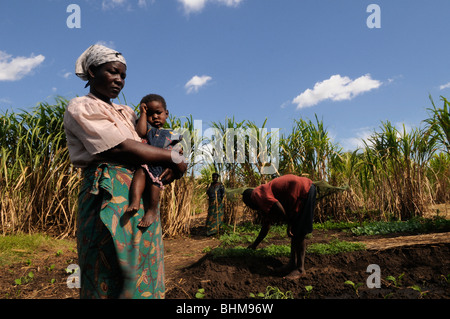Die Bauern, die in der Farm Malawi Afrika Stockfoto