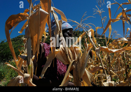 Frau arbeitet in einer Farm Malawi-Afrika Stockfoto