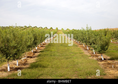 Mandel-Plantage in Kalifornien, USA Stockfoto