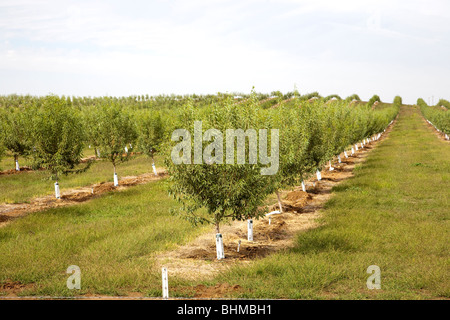 Mandel-Plantage in Kalifornien, USA Stockfoto