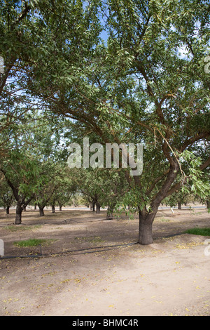 Mandel-Plantage in Kalifornien, USA Stockfoto