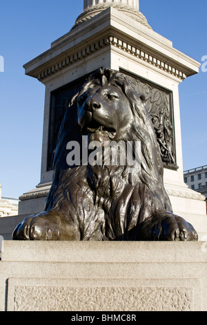 Nahaufnahme der Löwen unter Nelsons Säule am Trafalgar Square in London Stockfoto