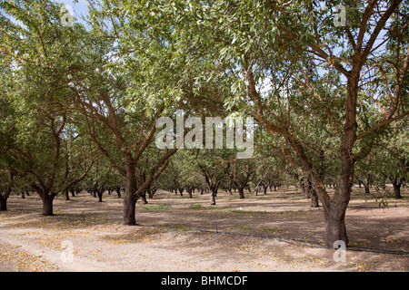 Mandel-Plantage in Kalifornien, USA Stockfoto