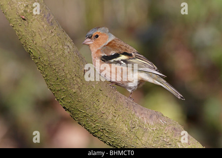 Männliche gemeinsame Buchfink auf einem Ast Stockfoto