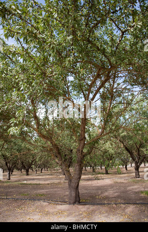 Mandel-Plantage in Kalifornien, USA Stockfoto
