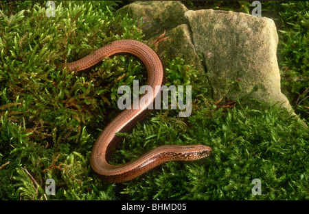 Langsam Wurm, geschiedenen Fragilis, Derbyshire, England Stockfoto