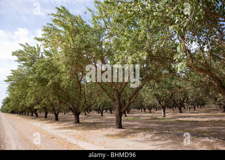 Mandel-Plantage in Kalifornien, USA Stockfoto