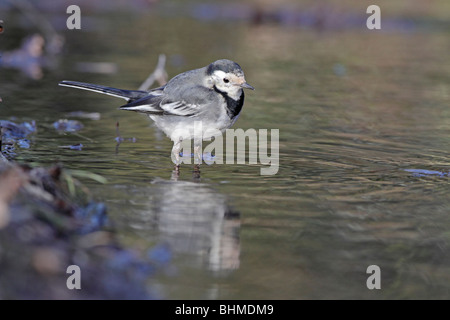 Trauerschnäpper Bachstelze stehend im Wasser Stockfoto