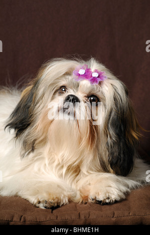 Shih-Tzu Hund Portrait, Weiblich, die acht Monate alte Stockfoto