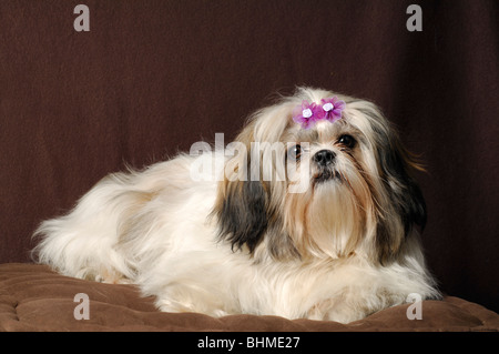 Shih-Tzu Hund Portrait, Weiblich, die acht Monate alte Stockfoto