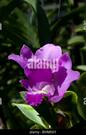 Einzelne Orchidee in Chiang Mia Orchid Farm, Thailand. Stockfoto