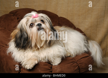 Shih-Tzu Hund Portrait, Weiblich, die acht Monate alte Stockfoto