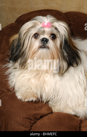 Shih-Tzu Hund Portrait, Weiblich, die acht Monate alte Stockfoto