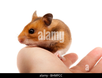 Goldhamster (Mesocricetus Auratus) im Studio vor einem weißen Hintergrund. Stockfoto