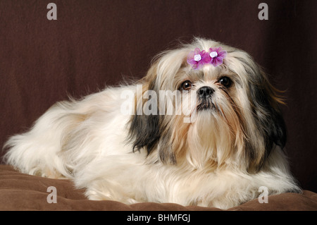 Shih-Tzu Hund Portrait, Weiblich, die acht Monate alte Stockfoto