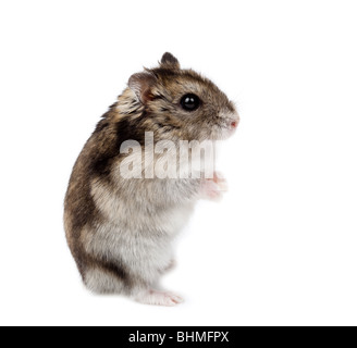 Winter White Russian Zwerg Hamster im Studio vor einem weißen Hintergrund. Stockfoto