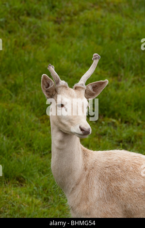 Damhirsch (Dama Dama) Stockfoto