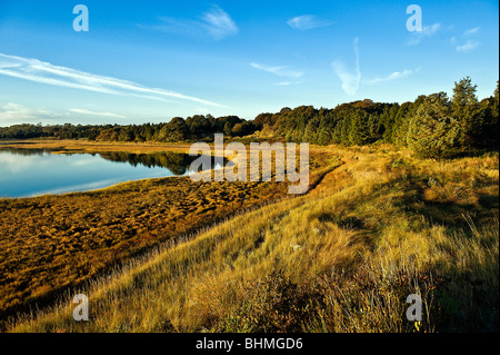 Salt Pond und Feuchtgebiete im Küstenbereich, Eastham, Cape Cod, Massachusetts, USA Stockfoto