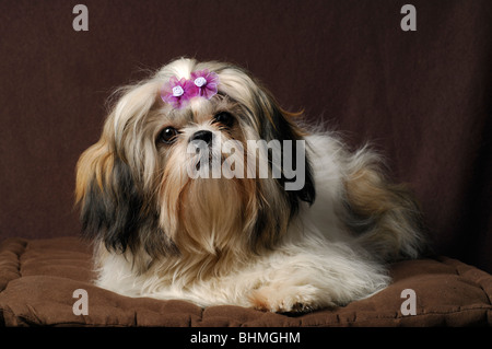 Shih-Tzu Hund Portrait, Weiblich, die acht Monate alte Stockfoto