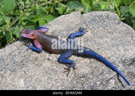 Gemeinsame Agama Lizard ruhenden Serengeti Tansania E Afrika, von Fritz Polking/Dembinsky Foto Assoc Stockfoto