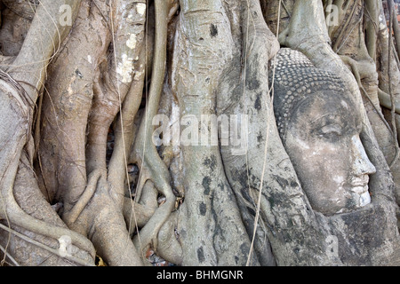 Buddha Kopf-Statue in den Wurzeln von einem Banyanbaum gefangen. Wat Mahathat. Ayutthaya Historical Park. Thailand Stockfoto