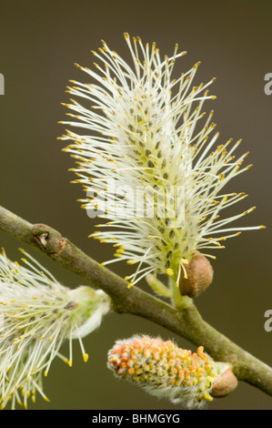 Grau-Weide (Salix Cinerea Agg.), männliche catkin Stockfoto