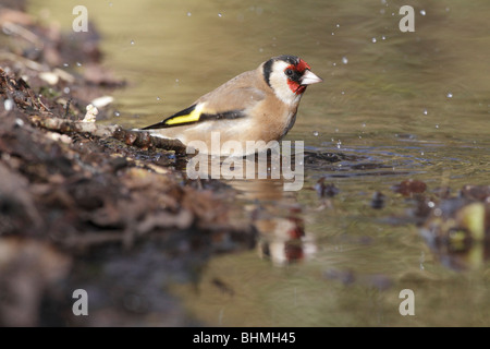 Europäische Stieglitze Baden in einem Teich Stockfoto