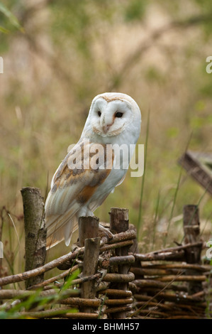 Schleiereule (Tyto Alba SSP. Alba), Weiblich Stockfoto