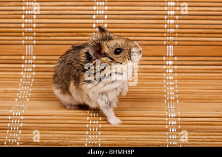 Winterweiss russische Zwerg Hamster. Das Foto ist im Studio gemacht. Stockfoto