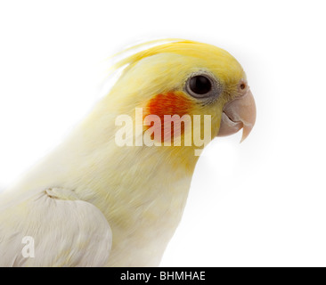 Kakadu Papagei oder Quarrion oder Weero (Nymphicus Hollandicus) im Studio vor einem weißen Hintergrund. Stockfoto