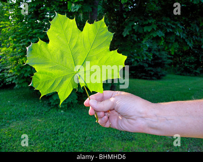 die Hand einer Frau mit einem großen grünen Zucker-Ahornblatt mit Bäumen im Hintergrund Stockfoto