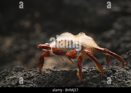 Sally Lightfoot (Graspus Graspus) Krabben bedeckt in Schaum kriecht über den schwarzen vulkanischen Felsen der Galapagos-Inseln Stockfoto