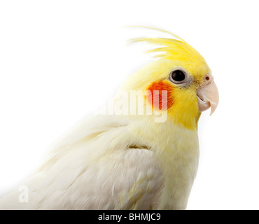 Kakadu Papagei oder Quarrion oder Weero (Nymphicus Hollandicus) im Studio vor einem weißen Hintergrund. Stockfoto