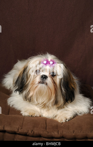 Shih-Tzu Hund Portrait, Weiblich, die acht Monate alte Stockfoto