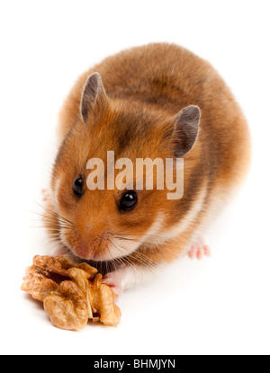 Goldhamster (Mesocricetus Auratus) im Studio vor einem weißen Hintergrund. Stockfoto