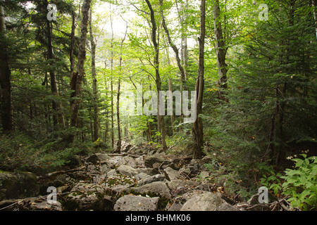 Pemigewasset Wilderness - getrocknete Flussbett in den White Mountains, New Hampshire, USA Stockfoto