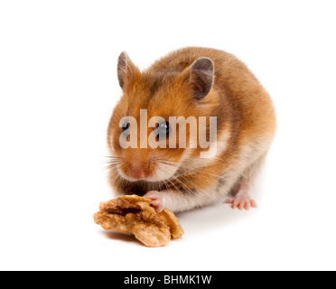 Goldhamster (Mesocricetus Auratus) im Studio vor einem weißen Hintergrund. Stockfoto