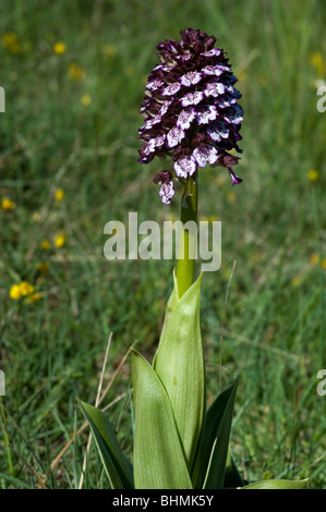 Lady Orchidee (Orchis Purpurea), Pflanze Stockfoto