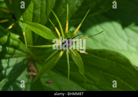 Einbeere (Paris Quadrifolia), einzelne Blume Stockfoto