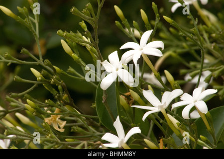 Jasmin Pflanze in voller Blüte Stockfoto