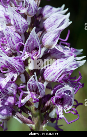 Affe-Orchidee (Orchis Simia), Blume detail Stockfoto