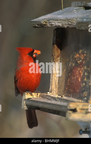 Männliche nördlichen Kardinal Cardinalis cardinalis Essen Sonnenblumenkerne am Futterhaus N Nordamerika, durch Überspringen Moody/Dembinsky Foto Assoc Stockfoto